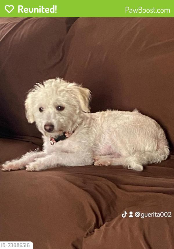 Reunited Female Dog last seen Main st, wall st, San Pedro st, Los Angeles, CA 90011