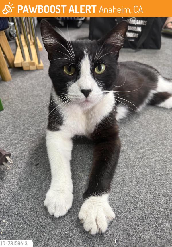 Found/Stray Male Cat last seen Founders Park, Anaheim, CA 92801