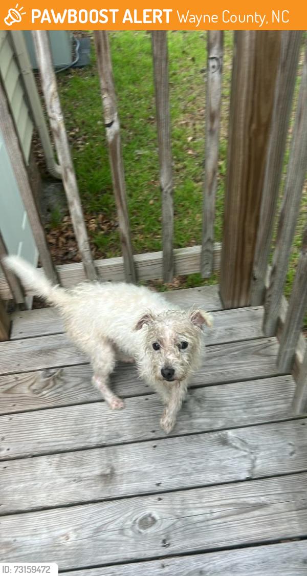 Found/Stray Male Dog last seen N Beston Rd, Wayne County, NC 28551