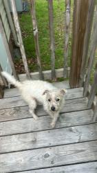 Found/Stray Male Dog last seen N Beston Rd, Wayne County, NC 28551