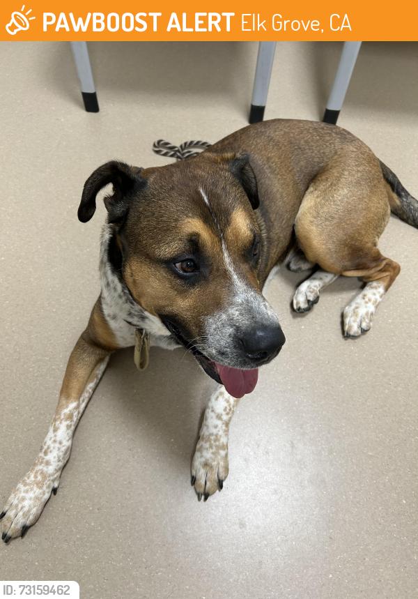 Found/Stray Male Dog last seen Laguna Park/Laguna, Elk Grove, CA 95758
