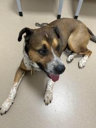 Found/Stray Male Dog last seen Laguna Park/Laguna, Elk Grove, CA 95758