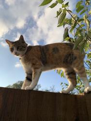 Lost Female Cat last seen Greenfield Acres, Fort Worth, TX 76135