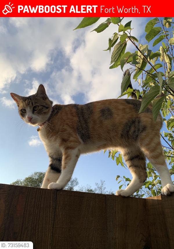 Lost Female Cat last seen Greenfield Acres, Fort Worth, TX 76135