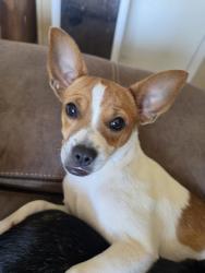 Reunited Male Dog last seen W. 91st St Mannford, OK 74044, Mannford, OK 74044