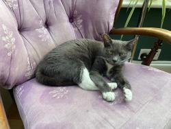 Lost Female Cat last seen Ella and Crosby roads, West Bridgford, England NG2 5GW