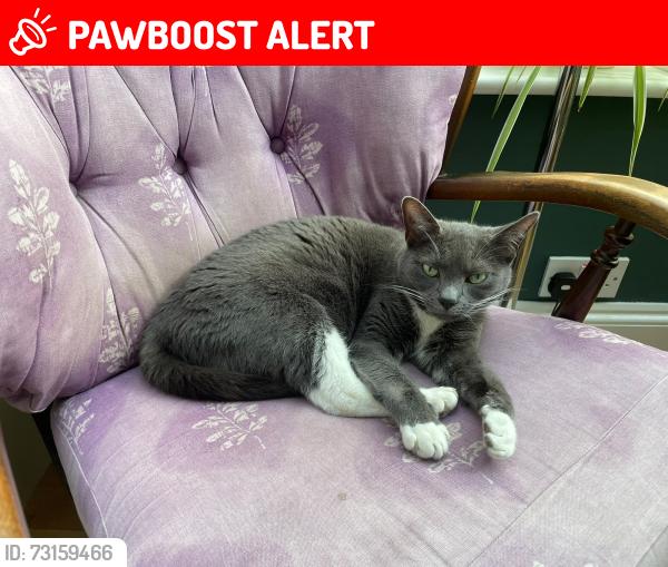 Lost Female Cat last seen Ella and Crosby roads, West Bridgford, England NG2 5GW
