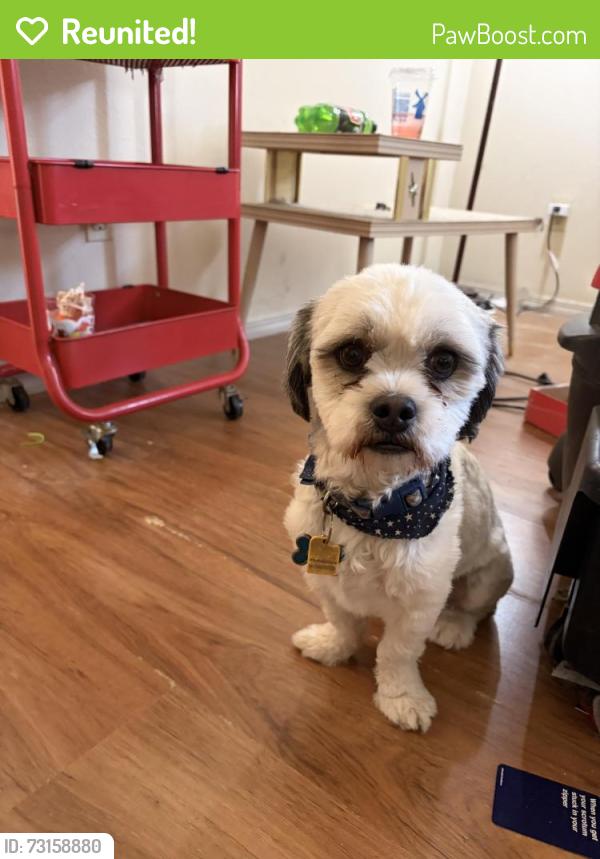 Reunited Male Dog last seen Platinum, Rio Rancho, NM 87124