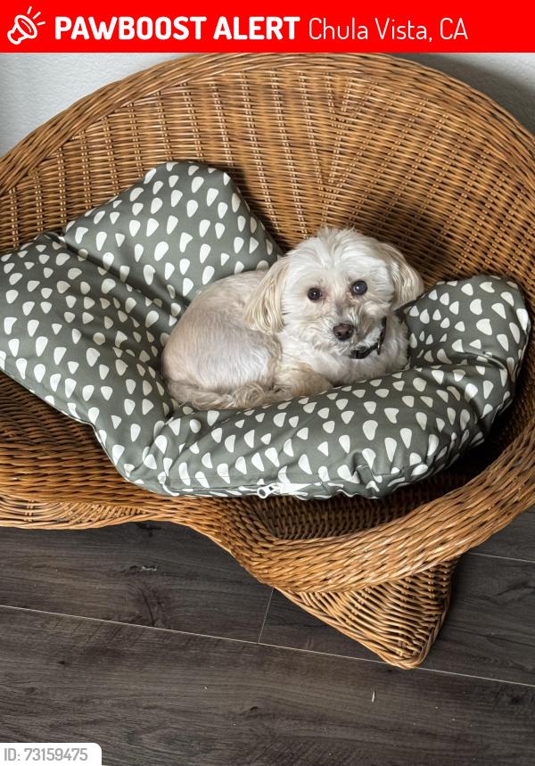 Lost Female Dog last seen Close to Fire Station 2, Chula Vista, CA 91910