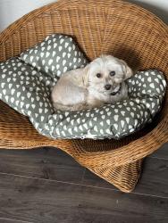 Lost Female Dog last seen Close to Fire Station 2, Chula Vista, CA 91910