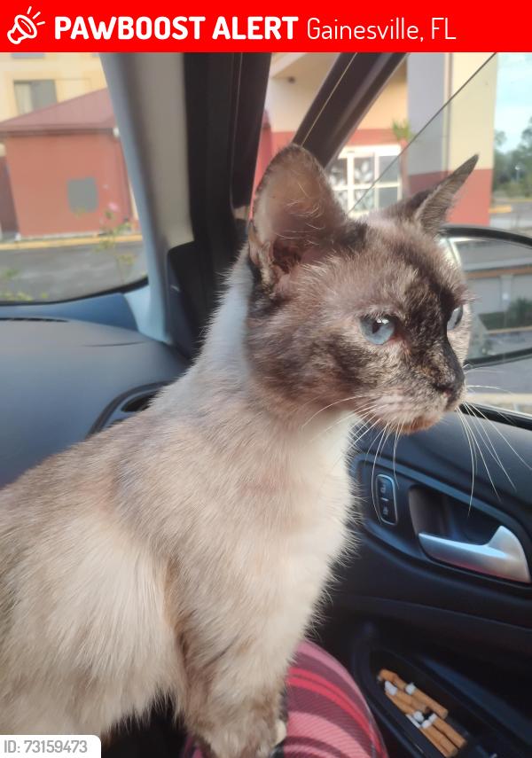Lost Female Cat last seen Newberry st, Gainesville, FL 32601