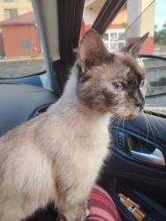 Lost Female Cat last seen Newberry st, Gainesville, FL 32601