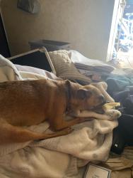 Reunited Female Dog last seen West College Ave and Richmond St, Appleton, WI 54911