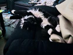 Reunited Male Cat last seen Irving, Grant, Everette, Dartmouth, NS 