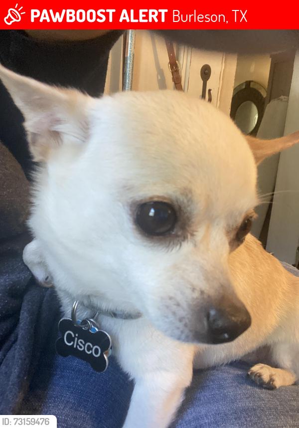 Lost Male Dog last seen Forgotten lane off 917 by McClain food plant area, Burleson, TX 76028