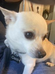 Lost Male Dog last seen Forgotten lane off 917 by McClain food plant area, Burleson, TX 76028