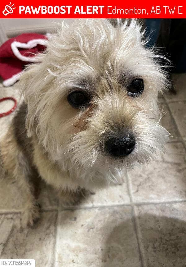 Lost Male Dog last seen Near ave Rutherford road, Edmonton, AB T6W 0E3