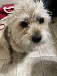 Lost Male Dog last seen Near ave Rutherford road, Edmonton, AB T6W 0E3