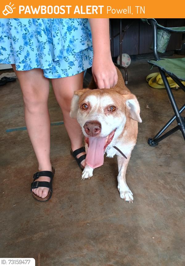 Found/Stray Female Dog last seen Beaver Creek, Powell, TN 37849