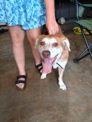 Found/Stray Female Dog last seen Beaver Creek, Powell, TN 37849
