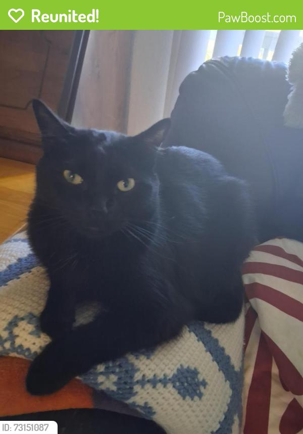 Reunited Male Cat last seen Mcgillvary Blvd., Vancouver, WA 98683