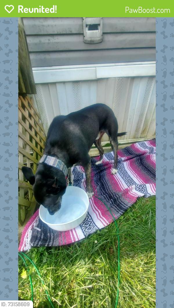 Reunited Male Dog last seen Oakwood village trailer park off wood road., Dayton, OH 45402