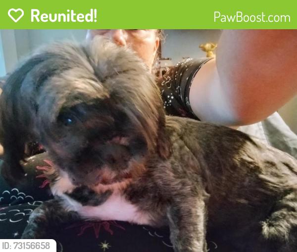 Reunited Female Dog last seen Workman Rd and Central Ave but down about 3blocks on central Ave, Chattanooga, TN 37408