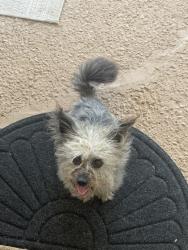 Lost Unknown Dog last seen Bassfield Dr, Memphis, TN 38133