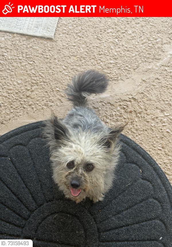Lost Unknown Dog last seen Bassfield Dr, Memphis, TN 38133