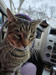 Lost Male Cat last seen Wetmore Pk Glide St, Rochester, NY 14606