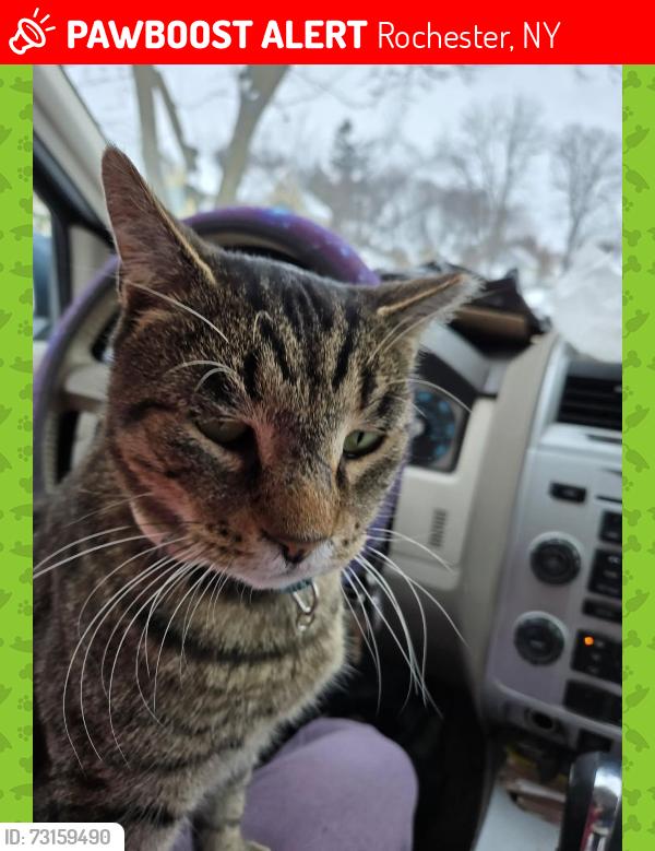 Lost Male Cat last seen Wetmore Pk Glide St, Rochester, NY 14606