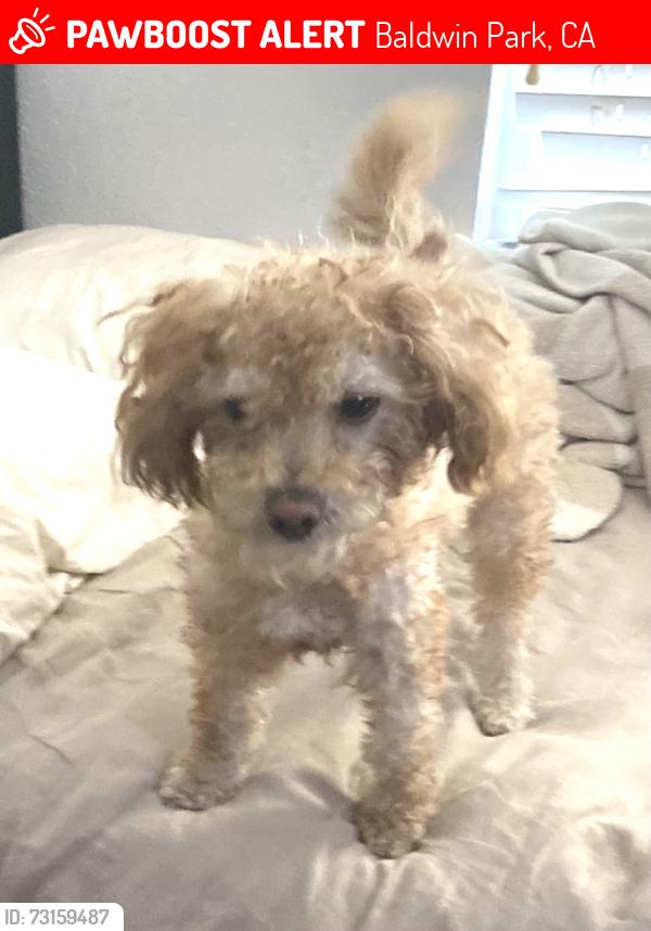Lost Male Dog last seen Palm and center, Baldwin Park, CA 91706