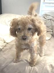 Lost Male Dog last seen Palm and center, Baldwin Park, CA 91706