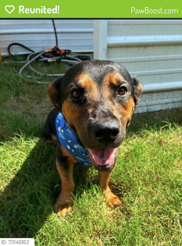 Reunited Female Dog last seen Two Rod and Clearvue, Alden, NY 14004