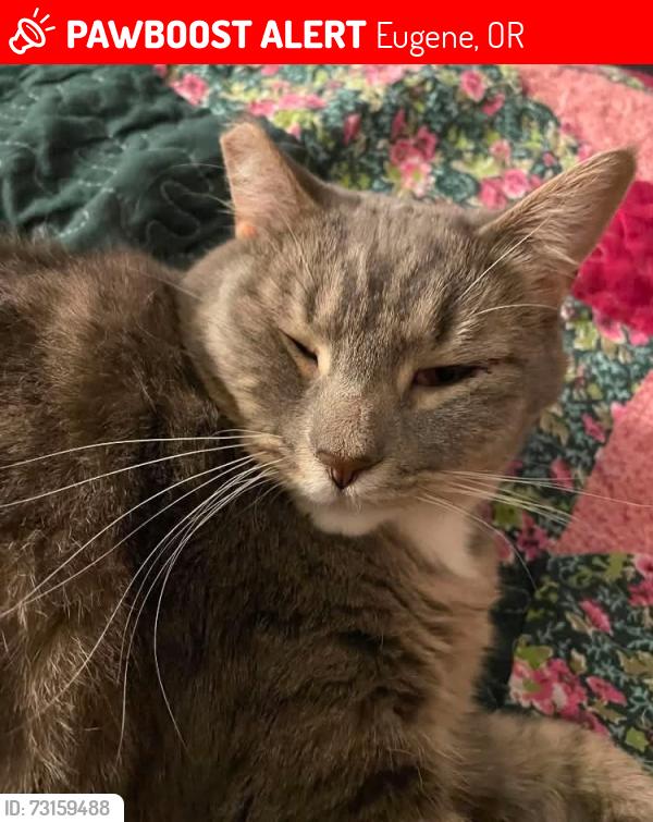 Lost Female Cat last seen Bailey Hill Road/Parliament St, Eugene, OR 97405