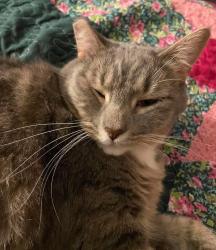 Lost Female Cat last seen Bailey Hill Road/Parliament St, Eugene, OR 97405