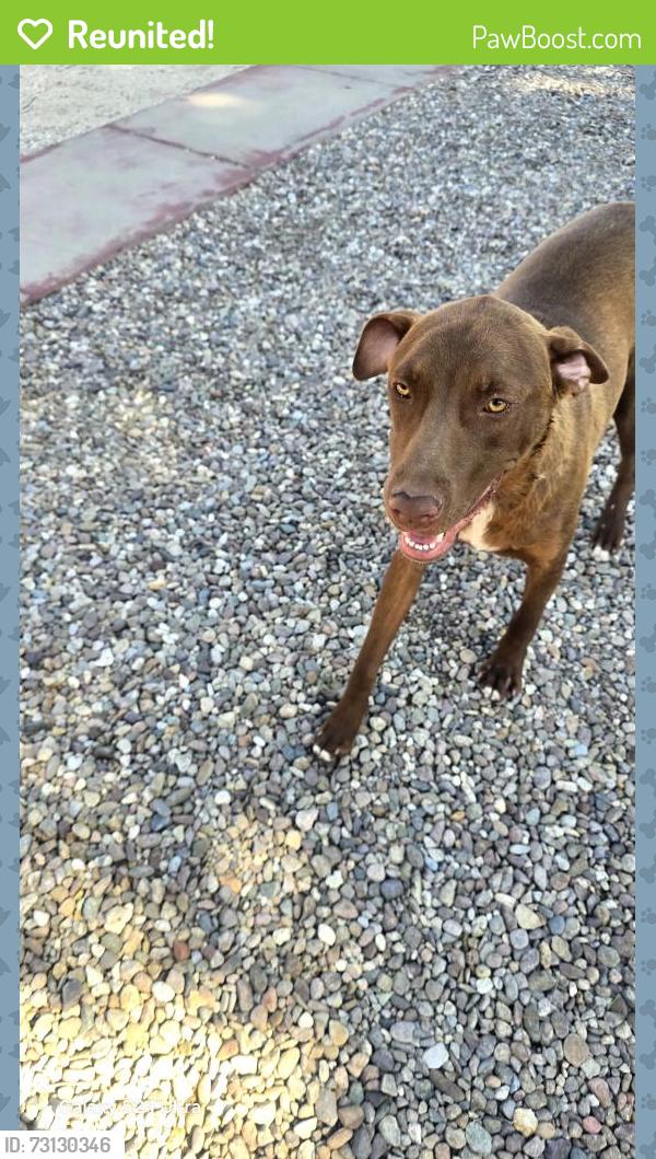Reunited Male Dog last seen 22nd Randolph, Tucson, AZ 85716