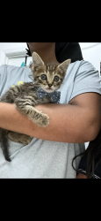 Lost Male Cat last seen Betsy Ross Saint Cloud, St. Cloud, FL 34769