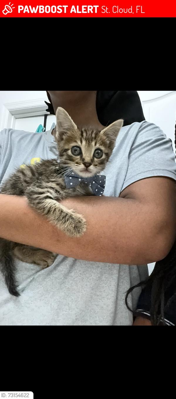 Lost Male Cat last seen Betsy Ross Saint Cloud, St. Cloud, FL 34769