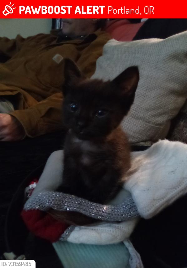 Lost Female Cat last seen Near and stark, Portland, OR 97216