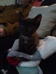 Lost Female Cat last seen Near and stark, Portland, OR 97216