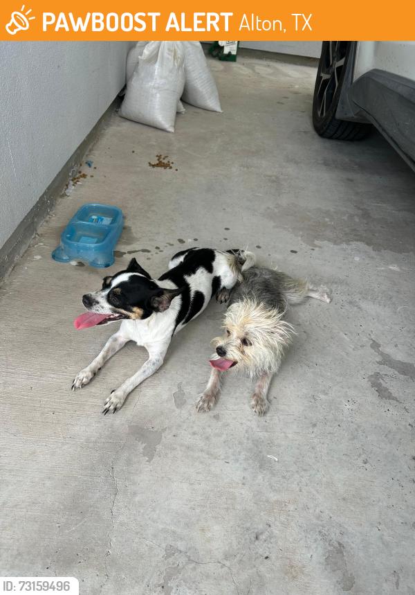 Found/Stray Female Dog last seen Dawes west Alton Texas, Alton, TX 78573