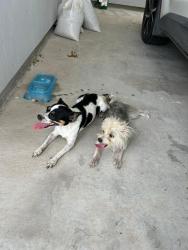 Found/Stray Female Dog last seen Dawes west Alton Texas, Alton, TX 78573