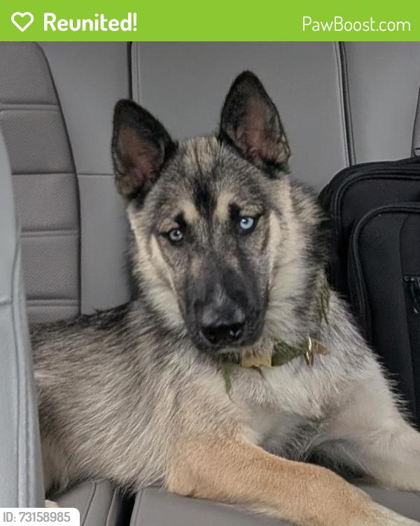 Reunited Female Dog last seen Lumber yard, Cross City, FL 32628