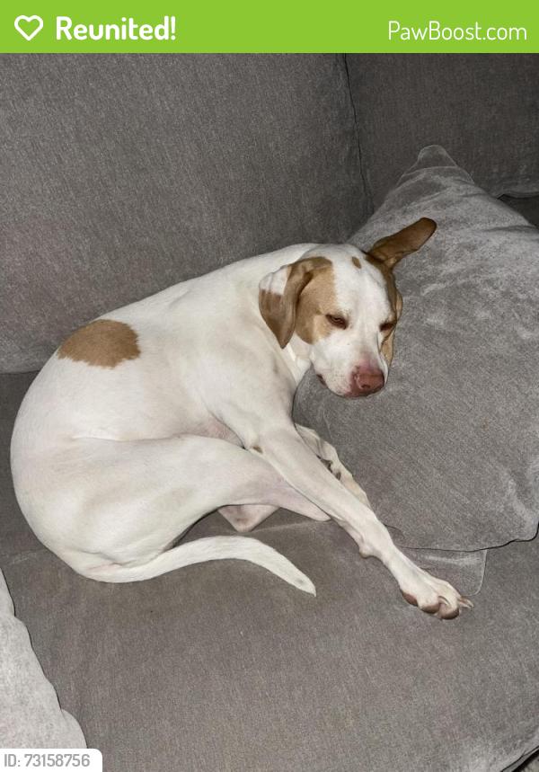 Reunited Female Dog last seen Wood oak dr, Memphis, TN 38016