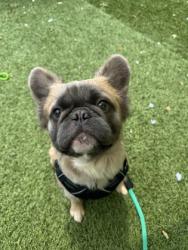 Shelter Stray Male Dog last seen Near N Hilton St, 21229, MD, 301 Stockholm St, Baltimore, MD 21230, USA