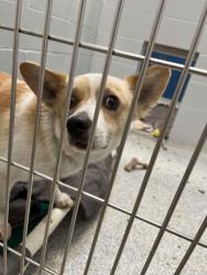 Shelter Stray Male Dog last seen Near Hollins St, 21223, MD, 301 Stockholm St, Baltimore, MD 21230, USA