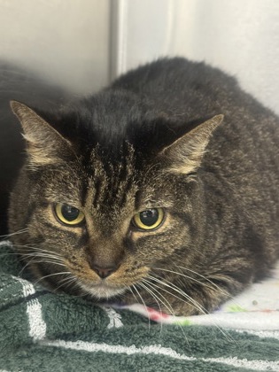 Shelter Stray Female Cat last seen Near Horners Ln Balt., MD 21205, 21205, MD, 301 Stockholm St, Baltimore, MD 21230, USA