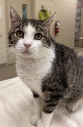 Shelter Stray Female Cat last seen E 131st St and All American Rd, Fishers City, IN, 10501 Hague Rd, Fishers, IN 46038, USA