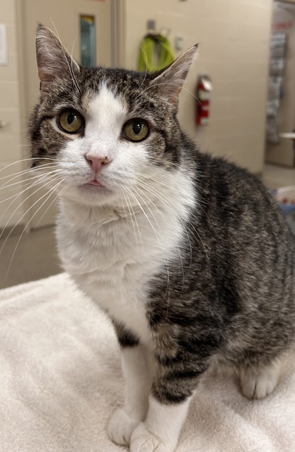 Shelter Stray Female Cat last seen E 131st St and All American Rd, Fishers City, IN, 10501 Hague Rd, Fishers, IN 46038, USA